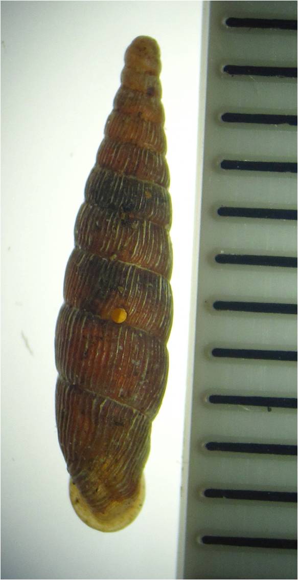 clausiliidae 3